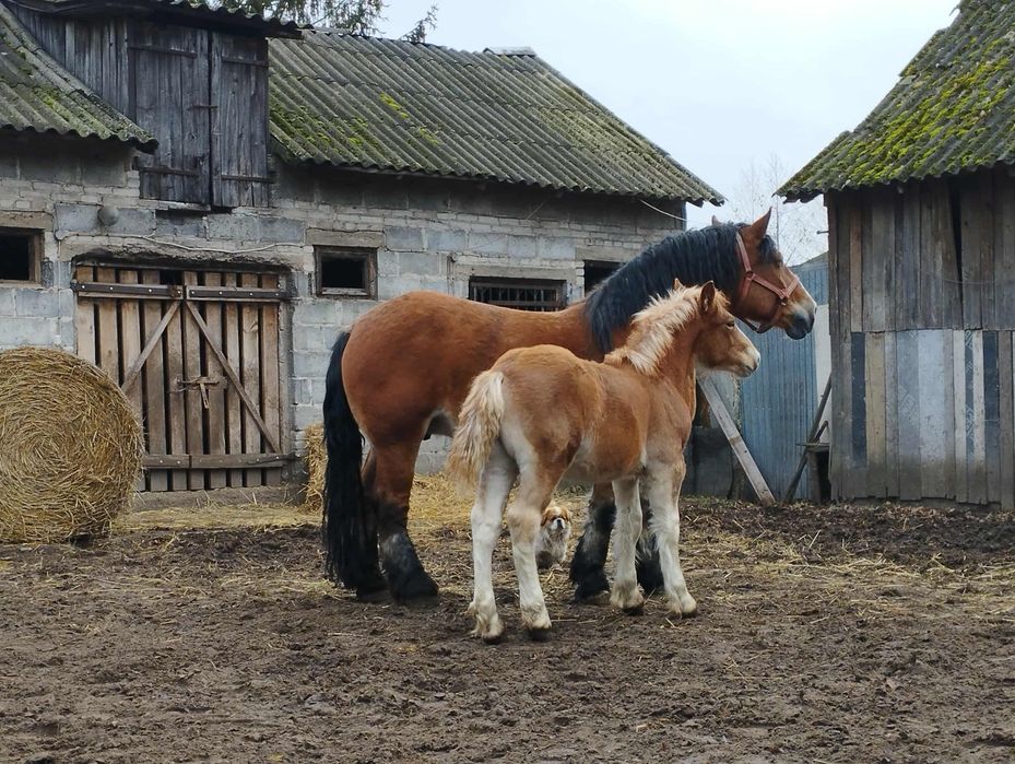 Klacz zimnokrwiste ze źrebakiem