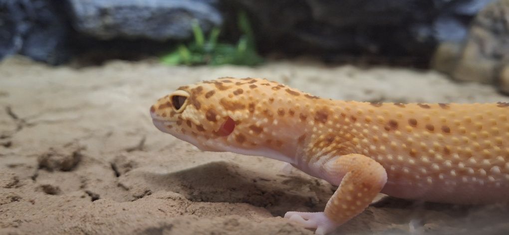 TERRARIUM + Gekon Lamparci + wyposażenie