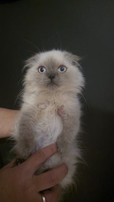 Szkocki fold  zwislouchy kotka, biala