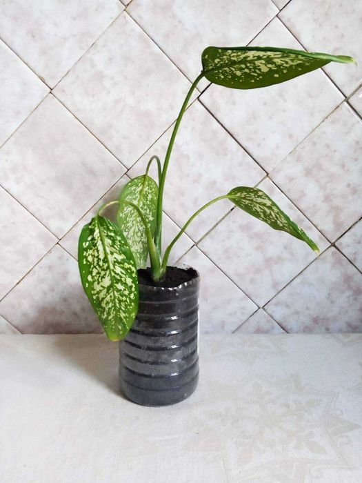 Диффенбахия недорого