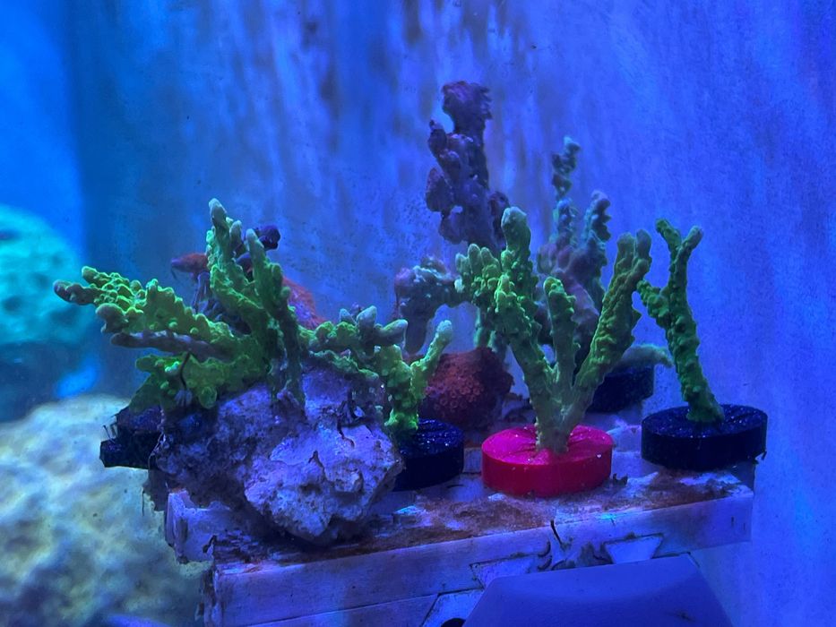Frag coral Elkhorn SPS