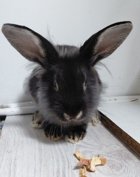 Królik mini lop z klatką