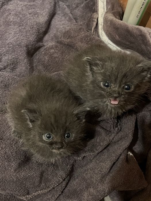 Віддам в добрі руки двох маленьких кошенят