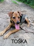 TOŚKA młoda mała suczka poleca się do adopcji