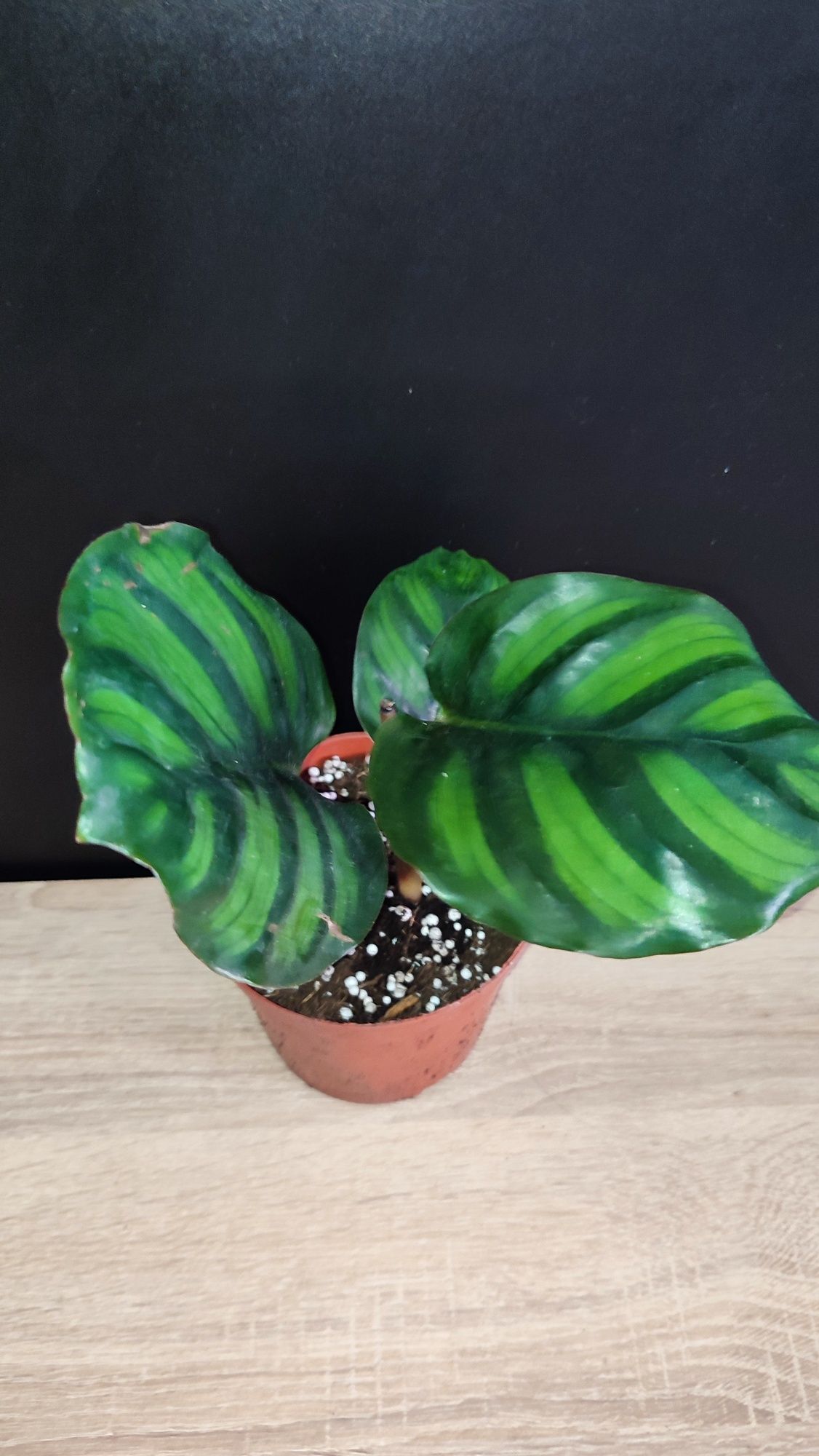 Calathea Fasciata Rotundifolia
