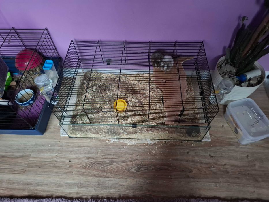 Sprzedam 2 koszatniczki z klatką