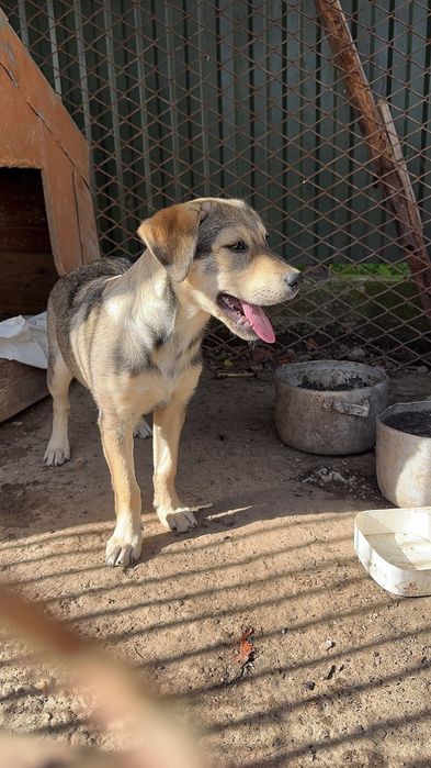 Собака 50% лабрадор