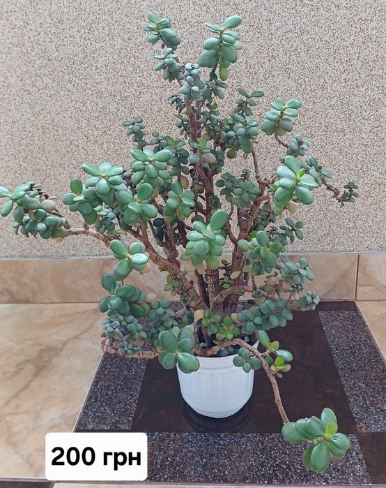 Вазон грошове дерево,  товстянка, крассула отава