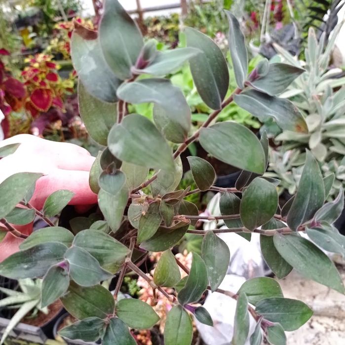 Традесканція частина 3