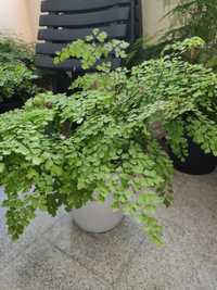 Planta avenca (Adiantum capillus-veneris)