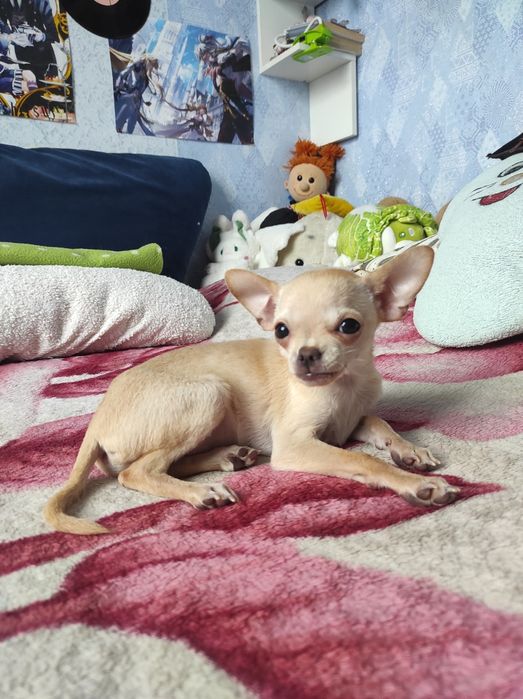 ЧУДО мини чихуашечка!!!