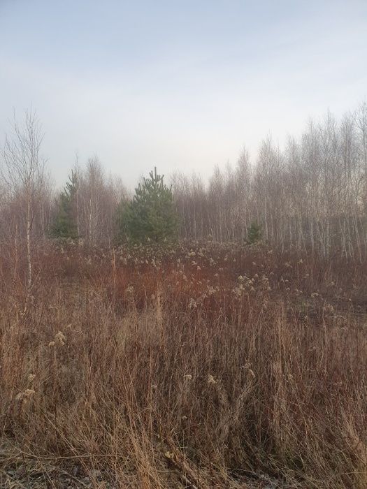 Mulczer leśny względny. Czyszczenie zarośli. Rekultywacja do 40cm