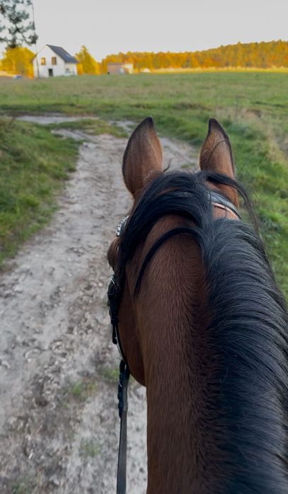 Wydzierżawię cudownego walaszka
