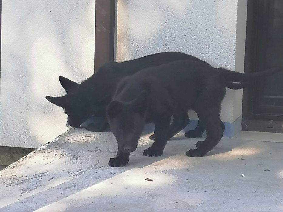 owczarek niemiecki uzytkowy suczka