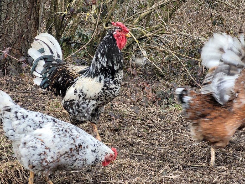 Zagrodówki, Kury Zagrodowe - Jaja lęgowe