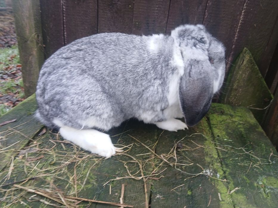 Samiec Baran Francuski Szynszylowy