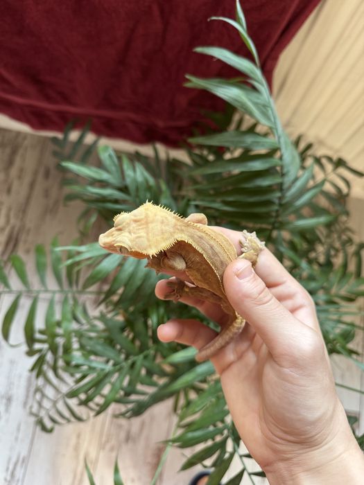 Gekon orzęsiony Phantom samiec