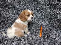 Cavalier king charles spaniel suczka