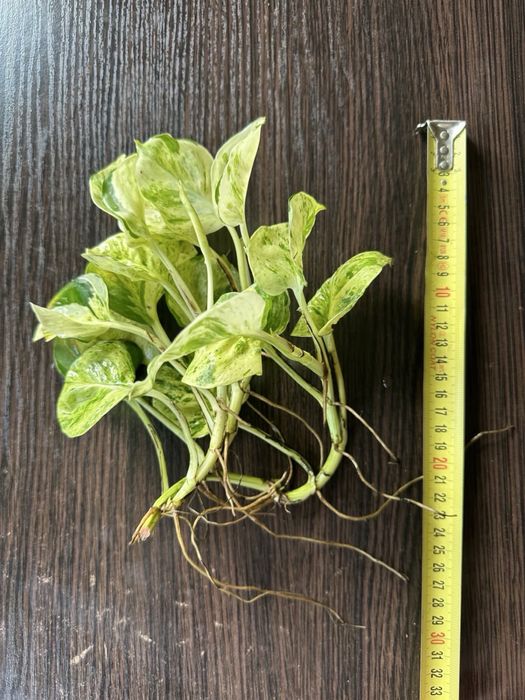 Єпіпремнум Хепі Ліф