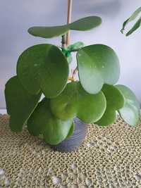 Hoya / hoja kerrii variegata reverse / duża do kolekcji