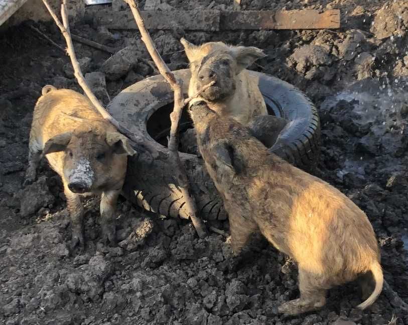 мангалица поросята 2 месяца