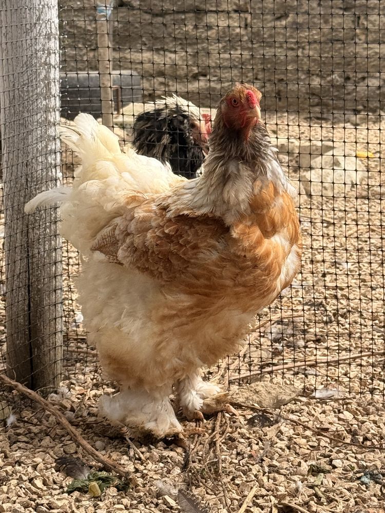 Galinha Brahma Red Pyle