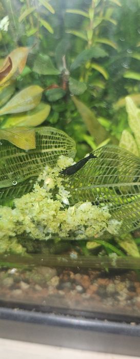 Camaroes black sakura