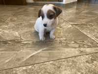 Jack russell terrier piesek