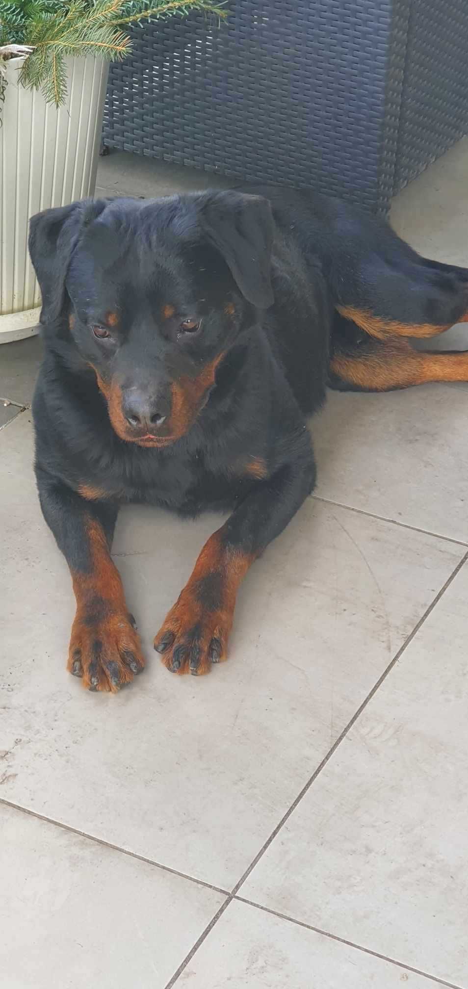 Rottweiler dorosły pies Paszport