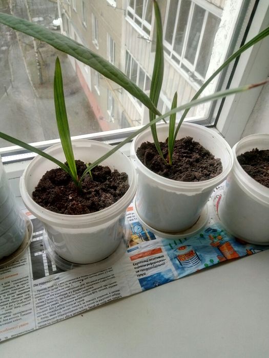 саджанці пальми фініковоі