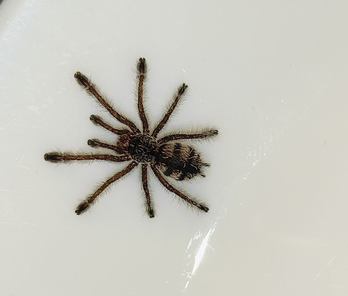 Avicularia purpurea L3