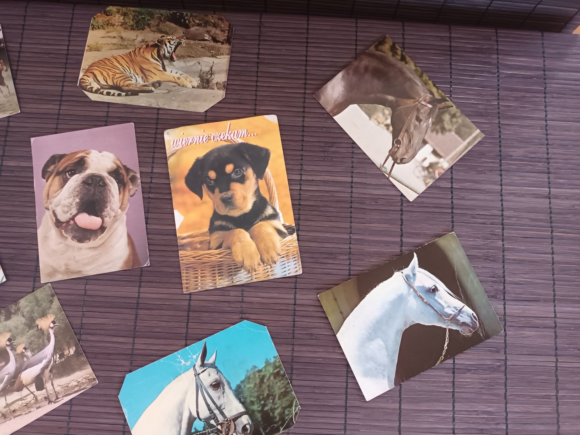 12 pocztówek motyw zwierzęta zestaw