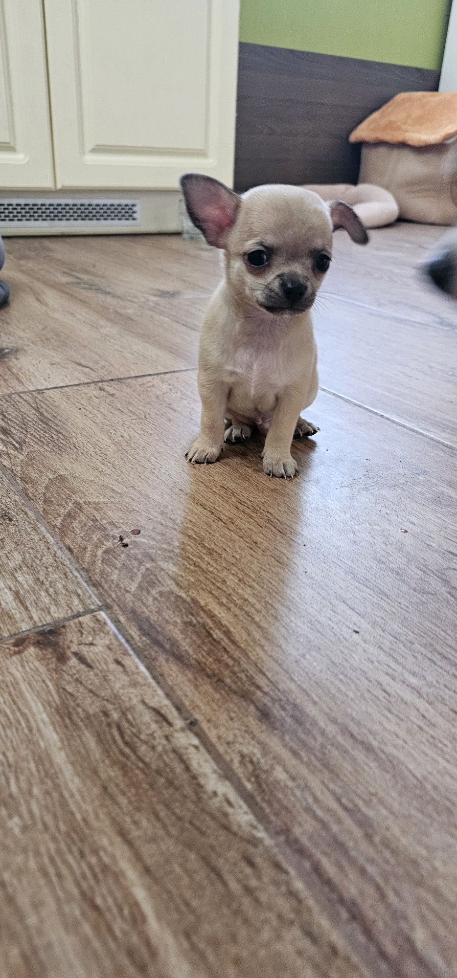 Chihuahua piesek gotowy do odbioru