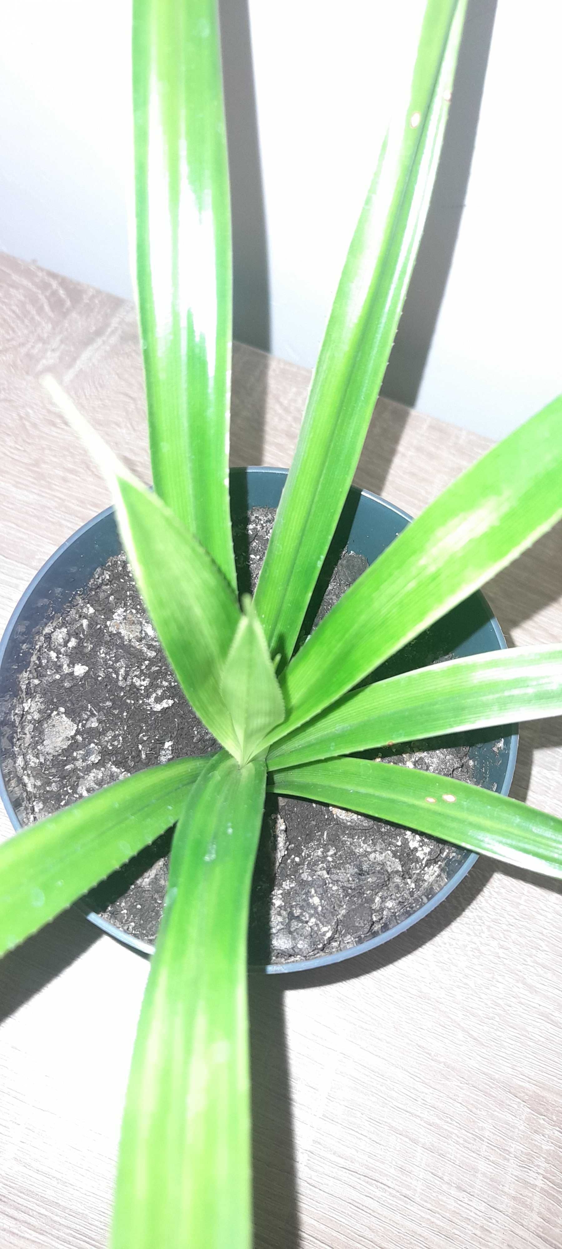 Pandan. Palma w doniczce.