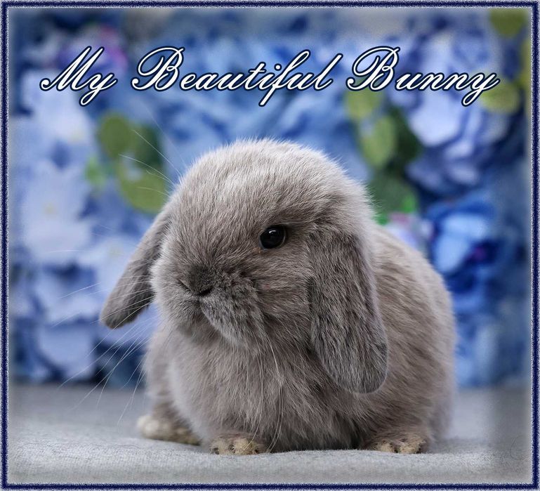 Młody Piekny Królik Mini Lop - Lilac