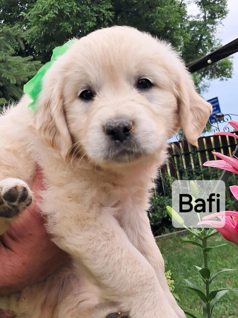 Golden Retriever ZKwP (FCI). "Pszczela Polana
