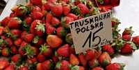 Świeże polskie truskawki 15zl kg