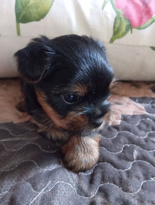 Чистокровні малюки йорчики