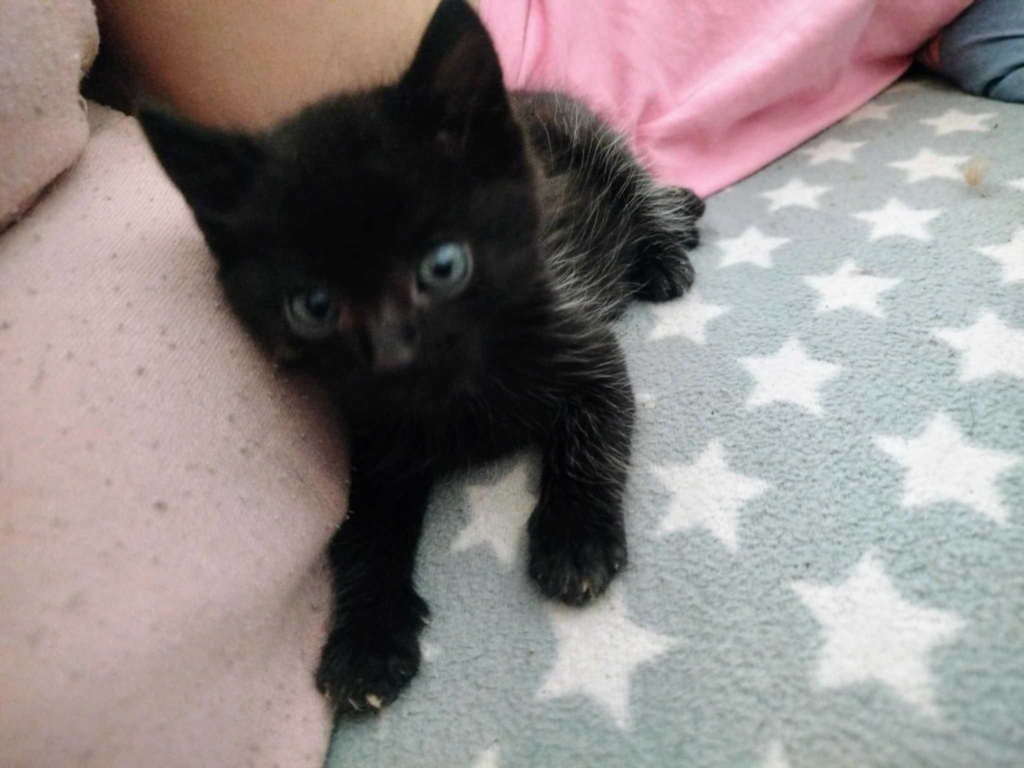 Mały koteczek do adopcji