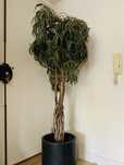 Planta artificial grande