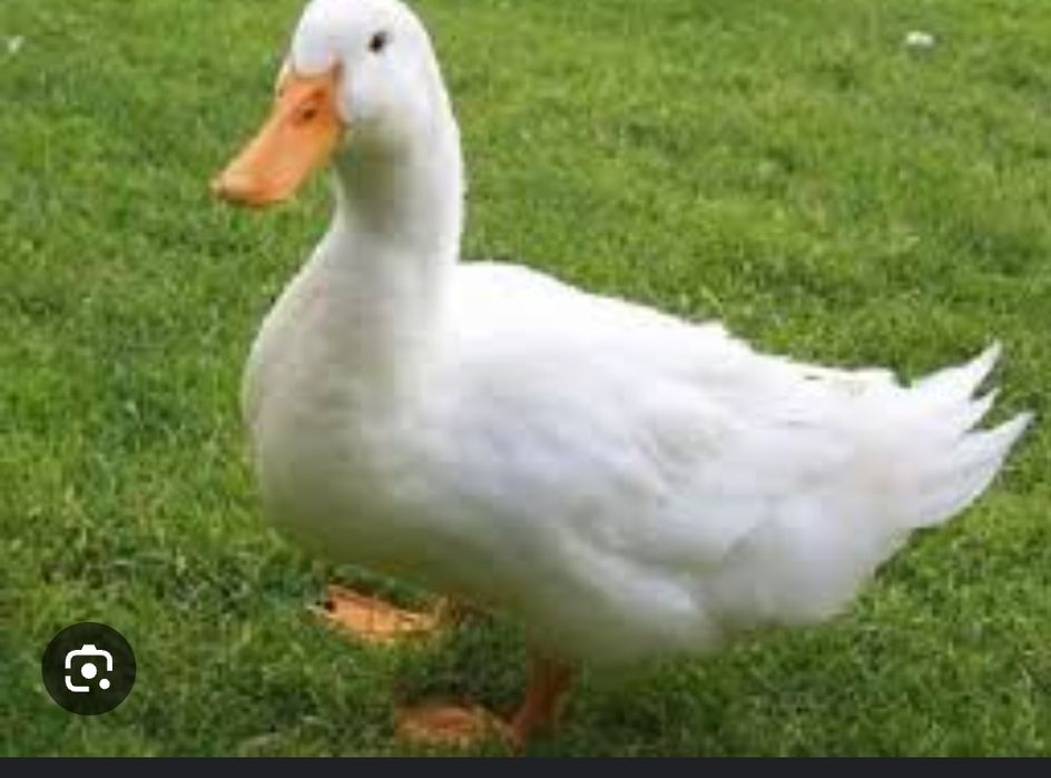 Яйце на інкубацію