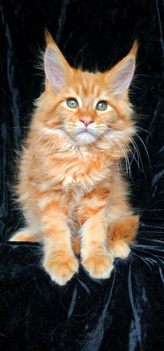 Львенок мальчик мейн кун