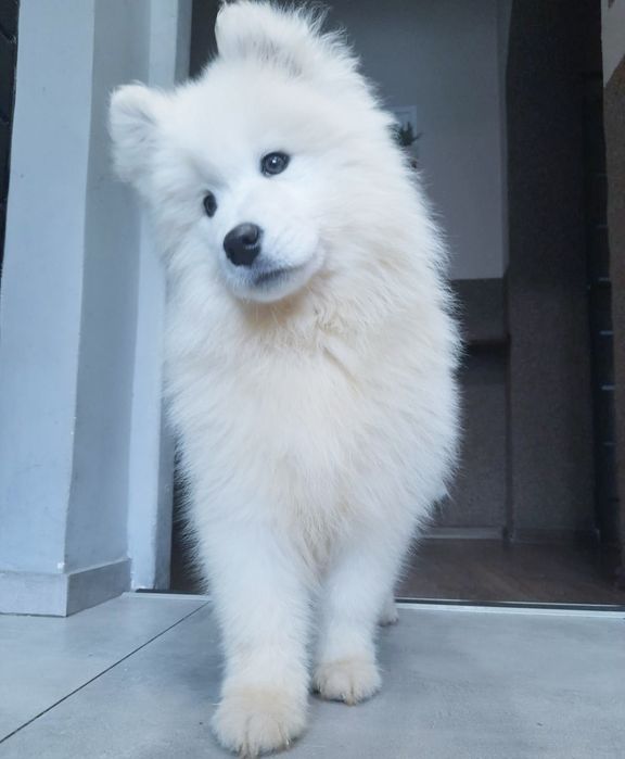 Samoyed wyjątkowy chlopiec