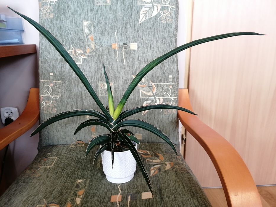 Sansewieria Star Canary duża roślina kolekcjonerska