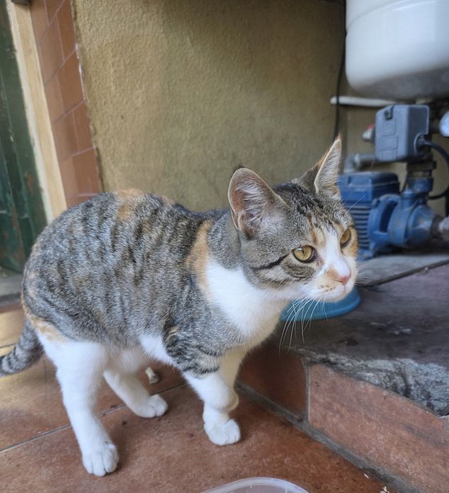 Gata para adoçar 6 meses