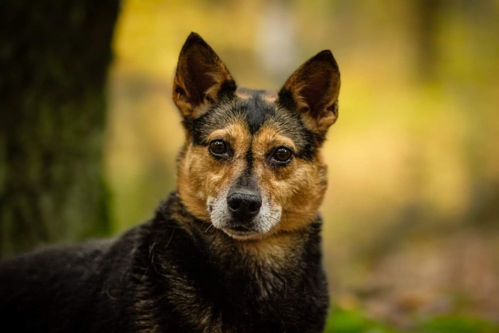 Już 6 lat czeka na dom..