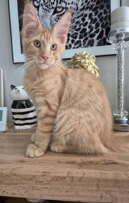 Jogi kocur Maine Coon