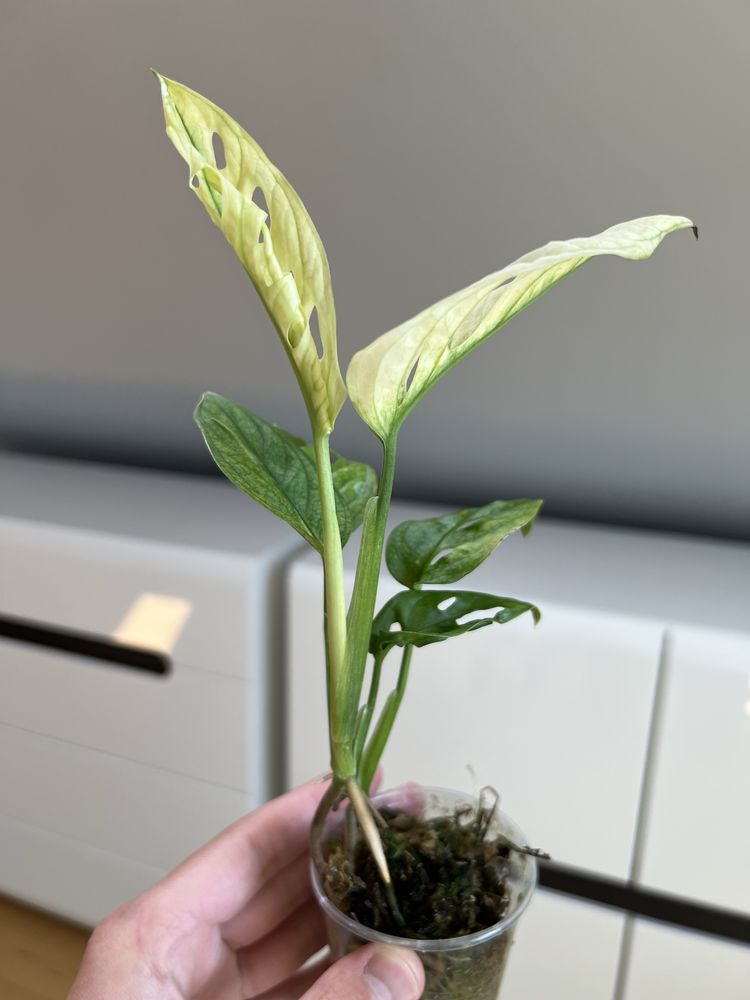 Monstera adansonii Variegata