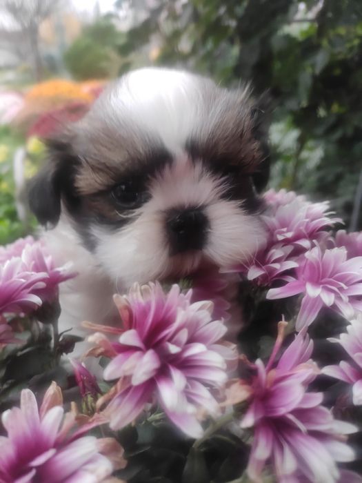 Міні хлопчик Ши-тцу