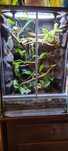 Terrarium tropikalne z felsumą madagaskarską